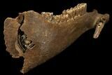 Fossil Horse (Equus) Jaw - River Meuse, Germany #111862-4